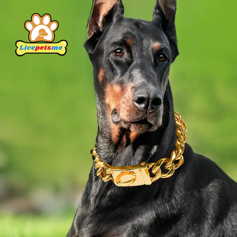 Heavy Duty Gold Dog Collar with Solid Buckle